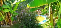 Villa Sunora - Aydın, Kuşadası, Merkez - Fotoğraf 5